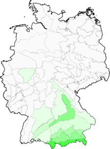 Leontodon incanus