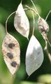 Perennial Honesty - Lunaria rediviva L.