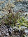 Ähren-Hainsimse - Luzula spicata (L.) DC.
