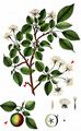 Crab Apple - Malus sylvestris (L.) Mill.