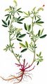 Banat Sweetclover - Melilotus dentatus (Waldst. & Kit.) Pers.