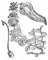 Pennyroyal - Mentha pulegium L.