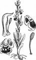Bienen-Ragwurz - Ophrys apifera Huds.