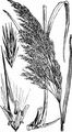 Common Reed - Phragmites australis (Cav.) Steud.