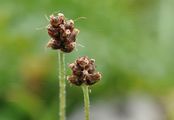 Berg-Wegerich - Plantago atrata Hoppe