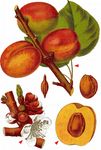 Kultur-Aprikose - Prunus armeniaca L. 