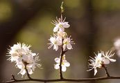 Schlehe - Prunus spinosa L.