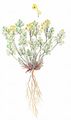 Pale Corydalis - Pseudofumaria alba (Mill.) Lidén