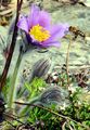 Pasqueflower - Pulsatilla vulgaris Mill.
