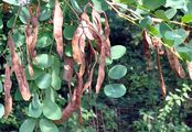 False-Acacia - Robinia pseudoacacia L.