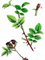 Hairy Dog-Rose - Rosa caesia Sm.