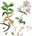 Soapwort - Saponaria officinalis L.