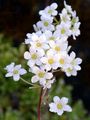  - Saxifraga hostii Tausch