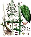 Green Figwort - Scrophularia umbrosa Dumort.