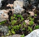 Einjährige Fetthenne - Sedum annuum L.