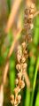 Sea Arrowgrass - Triglochin maritima L.