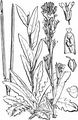 Tower Mustard - Turritis glabra L.
