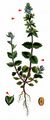 Wall Speedwell - Veronica arvensis L.