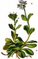 Violet Speedwell - Veronica bellidioides L.