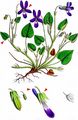Early Dog-Violet - Viola reichenbachiana Boreau