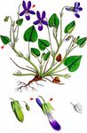 Wald-Veilchen - Viola reichenbachiana Boreau 