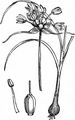 Gemüse-Lauch - Allium oleraceum L.