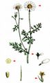 Stinking Chamomile - Anthemis cotula L.