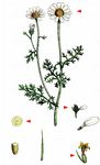Stinkende Hundskamille - Anthemis cotula L. 