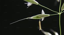 Gewöhnlicher Glatthafer - Arrhenatherum elatius (L.) J. Presl & C. Presl