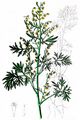 Wormwood - Artemisia absinthium L.