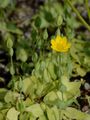 Yellow-Wort - Blackstonia perfoliata (L.) Huds.