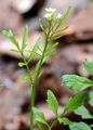 Narrow-Leaved Bitter-Cress - Cardamine impatiens L.