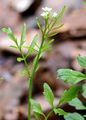 Narrow-Leaved Bitter-Cress - Cardamine impatiens L. 