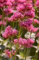 Rote Spornblume - Centranthus ruber (L.) DC.