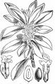 Spurge-Laurel - Daphne laureola L.