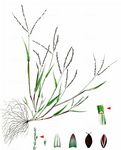Faden-Fingerhirse - Digitaria ischaemum (Schreb.) Muhl. 