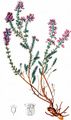 Bell Heather - Erica cinerea L.
