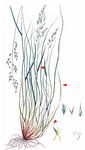 Verschiedenblättriger Schwingel - Festuca heterophylla Lam. 