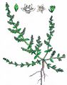 Smooth Rupturewort - Herniaria glabra L.