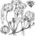 Marsh Pennywort - Hydrocotyle vulgaris L.