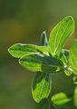 Hypericum perforatum (Echtes Johanniskraut) - Blätter mit durchsichtigen Ölzellen