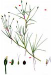 Flutende Moorbinse - Isolepis fluitans (L.) R. Br. 