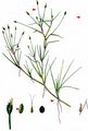 Floating Club-Rush - Isolepis fluitans (L.) R. Br.
