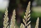 Blue Hair-Grass - Koeleria glauca (Schrad.) DC.