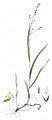 Einblütiges Perlgras - Melica uniflora Retz.