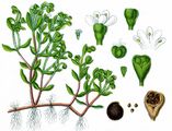 Dwarf Montia - Montia arvensis Wallr.