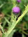 Gewöhnliche Eselsdistel - Onopordum acanthium L.