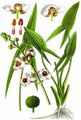 Arrowhead - Sagittaria sagittifolia L.