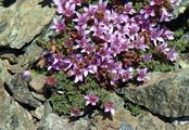 Roter Steinbrech - Saxifraga oppositifolia L.