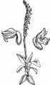 Autumn Lady's-Tresses - Spiranthes spiralis (L.) Chevall.